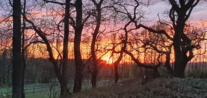 Solnedgång med silhuetter av lövträd mot en himmel i orange och rosa nyanser.