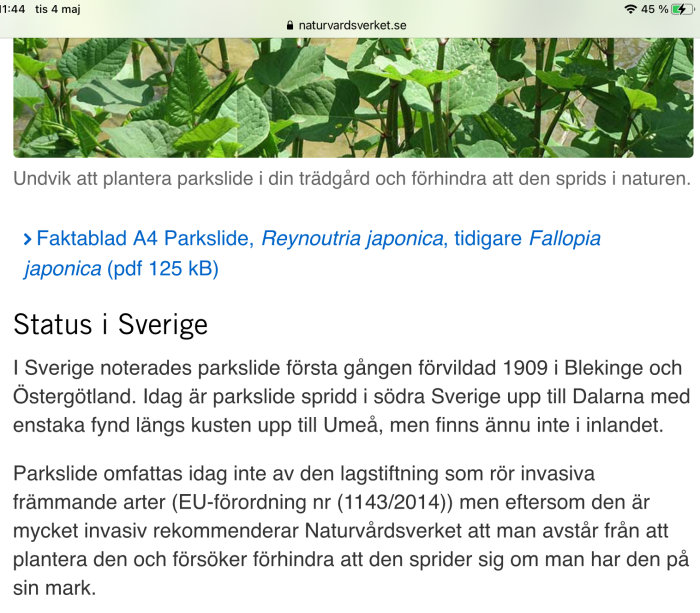 Bild på parkslideväxten Reynoutria japonica, invasiv art rekommenderad av Naturvårdsverket att ej plantera.