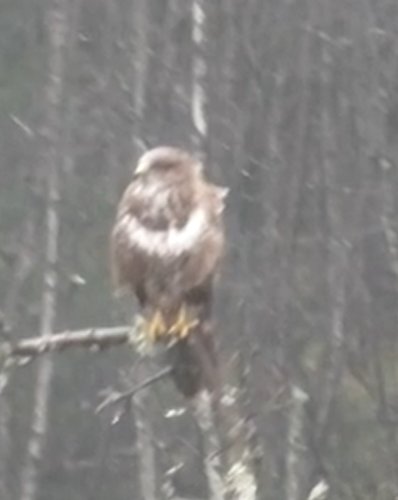 Ornvråk sitter på gren i skogsmiljö med suddig bakgrund och lätt snöfall.