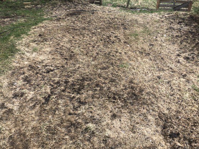 Delvis brun och död gräsmatta där jordvärme installerats och nytt gräs såtts.