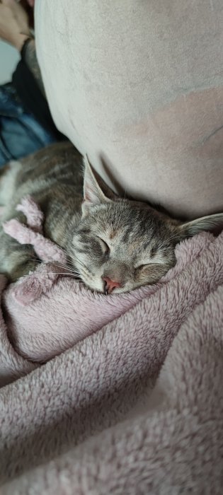 En sovande katt inbäddad i en rosa filt på en soffa.