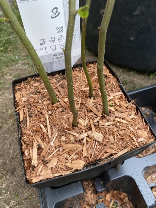 Kruka med fyra unga plantstammar täta intill varandra omgivna av träflis.