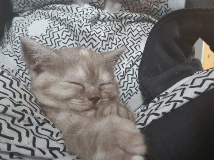 En sovande grå kattunge, Smilla, som vilar i någons knä täckt av en mönstrad filt.