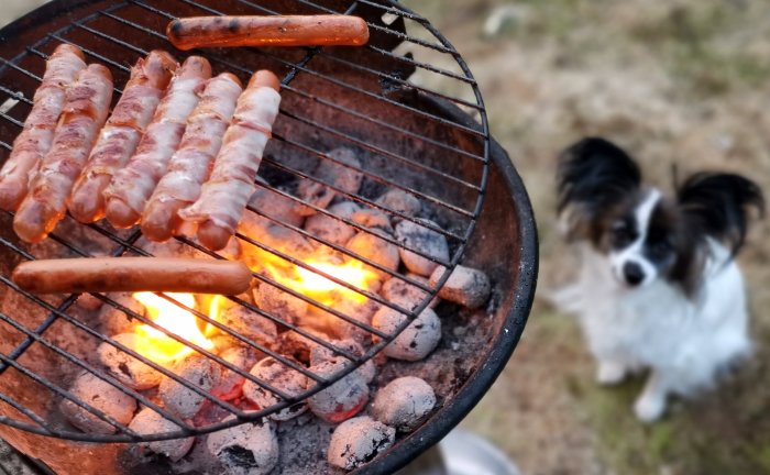 Korvar som grillas på ett kolgrill med en liten hund i bakgrunden.