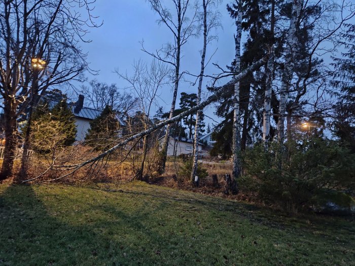 En lutande björk i trädgård nära bostadshus riskerar att falla, rekommendation att avlägsna skadade träd.