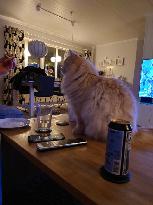 Fluffig katt ser på medan en person håller en bit grillkorv i ett hemtrevligt vardagsrum.