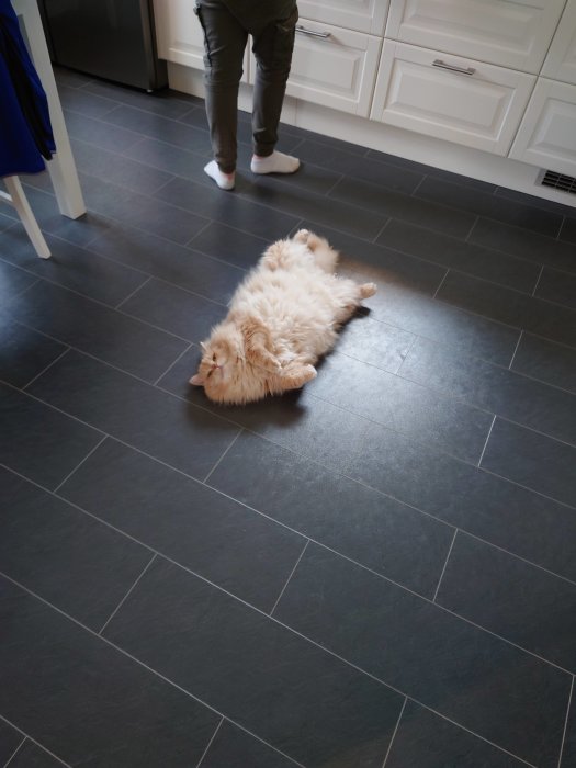 En långhårig katt ligger på rygg på ett mörkt köksgolv med en person i bakgrunden.