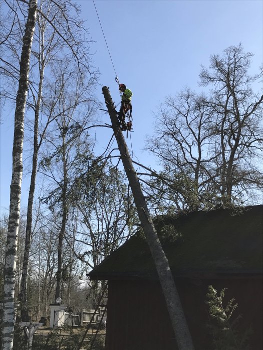 Arborist som klättrar på fälld trädstam för att avlägsna besvärligt liggande träd.