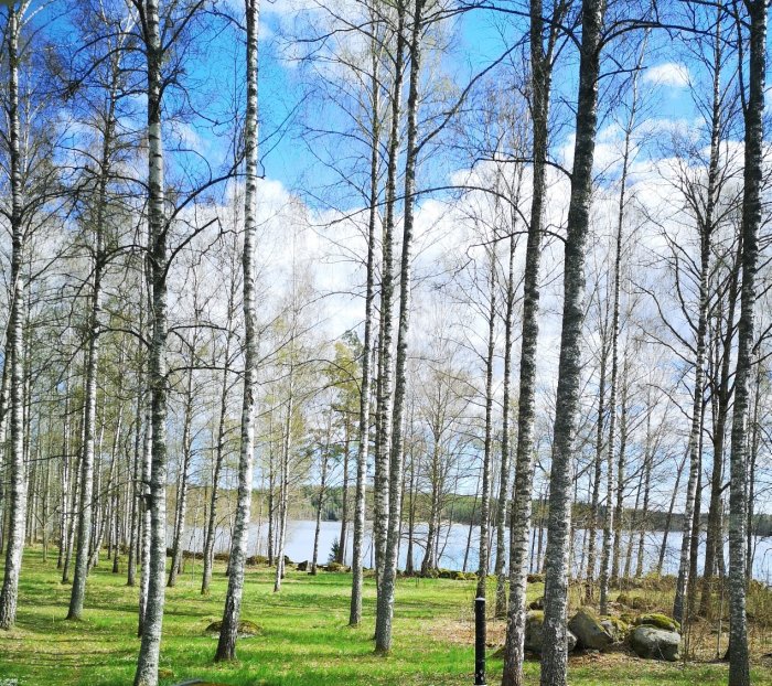 60-årigt björkbestånd vid vatten med grön mark och delvis molnig himmel, fotograferat en solig dag.