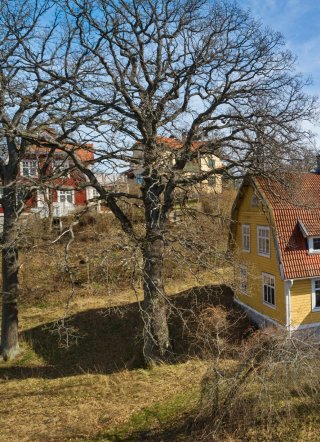 Stor ek bakom ett gult hus, svårtillgänglig för stora fordon.