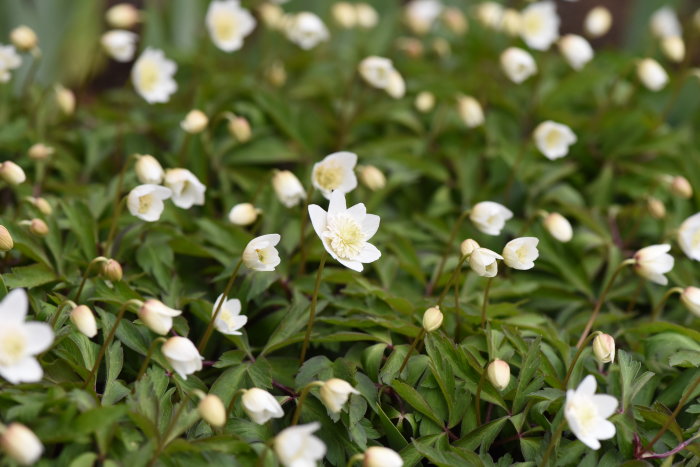 En blomsteräng med flera vita vitsippor och knoppar med Anemone nemorosa 'Vestal' i fokus.