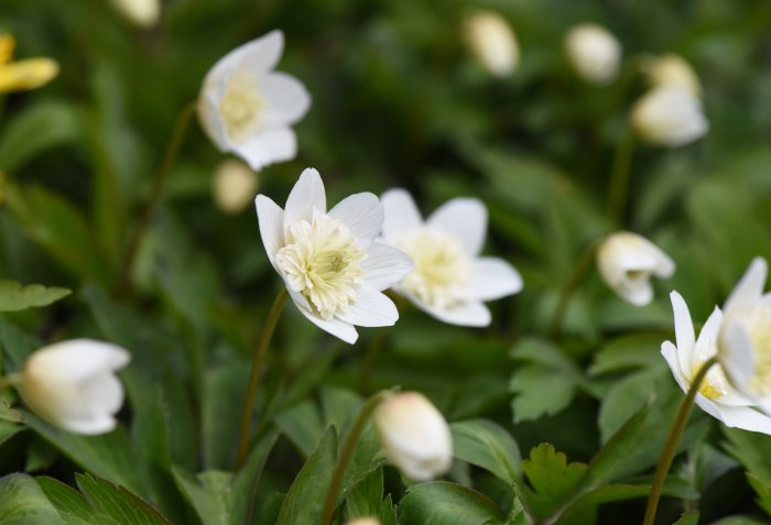 Vitsippor av sorten Anemone nemorosa 'Vestal' med fyllda vita blommor och gröna blad.