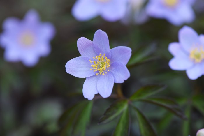 Närbild av Anemone nemorosa, vitsippa, med lila blommor och gröna blad.