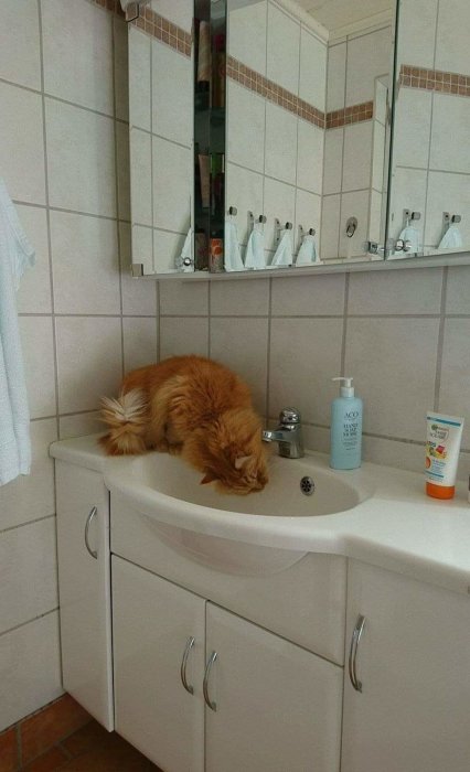 Äldre röd katt som dricker vatten direkt från en öppen kran i ett vitt kaklat badrumsskåp.