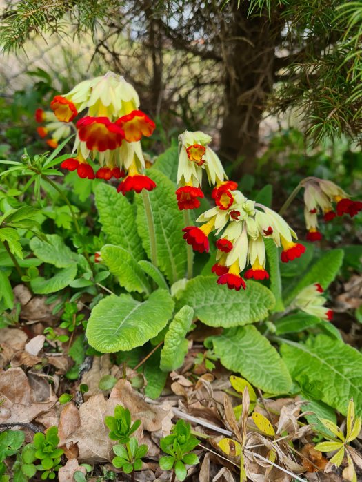 Klockväxter med gula kronblad och röda markeringar som blommar i en trädgård med löv och grönska.