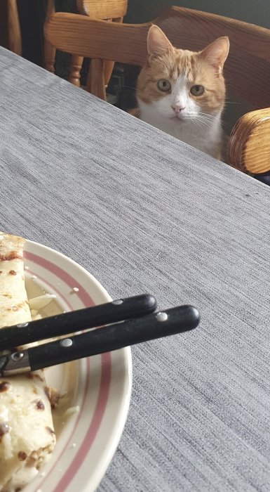 Röd och vit katt tittar förvånat på en tallrik med mat framför sig på ett bord.