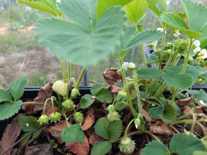 Omoget jordgubbsplantor med små grön jordgubbar och blommor i växthus.