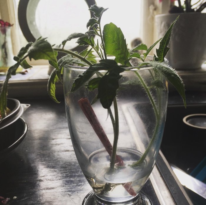 Tomatsticklingar med början till rötter i ett glas med vatten på en fönsterbräda.
