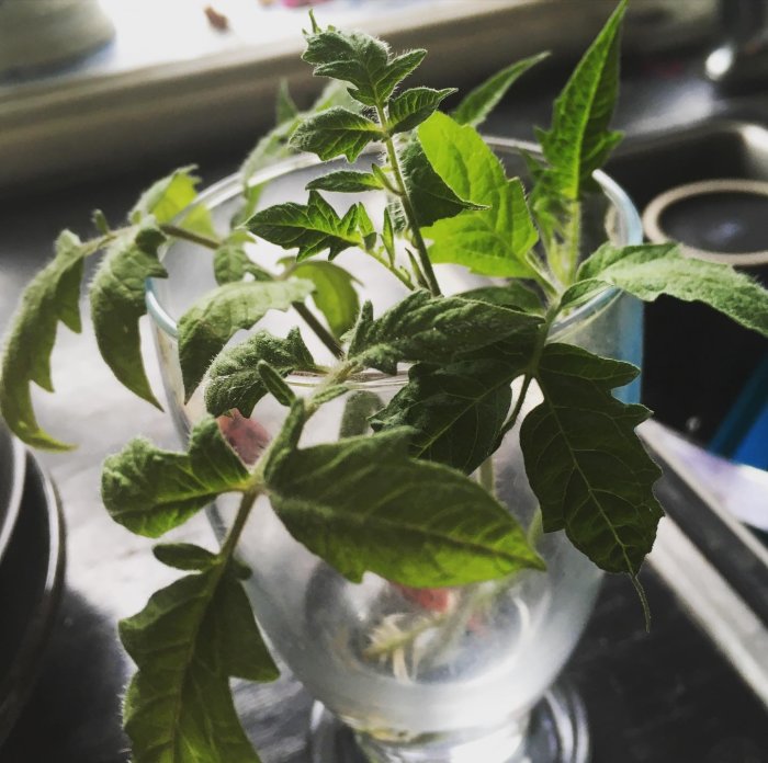 Tomatsticklingar i ett glas vatten med nya rötter synliga.