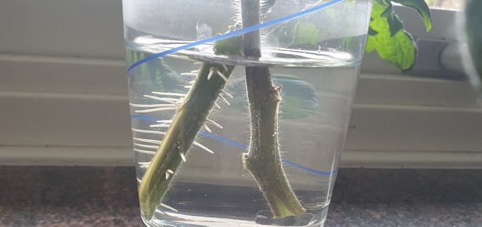 Två sticklingar i ett vattenglas, en med rötter och en utan nedre blad.