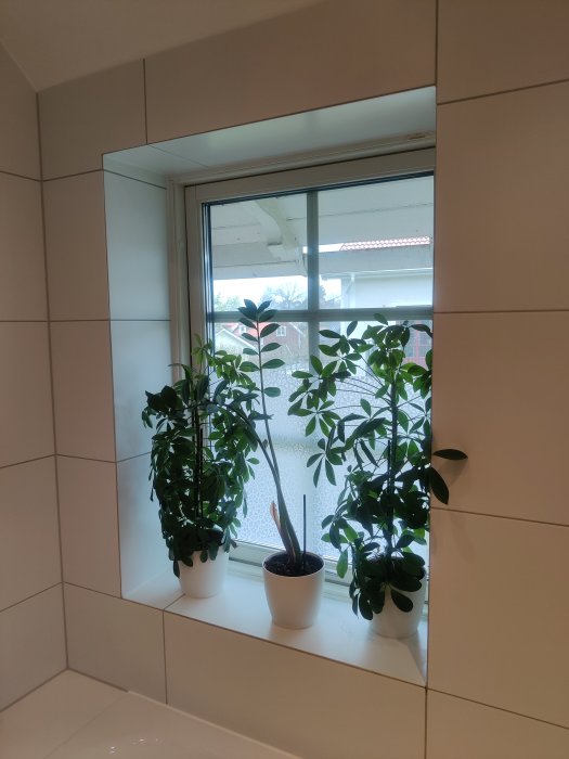 Kaklade väggar med kakelplattor linjerade runt ett fönster, två gröna växter på fönsterbrädan.