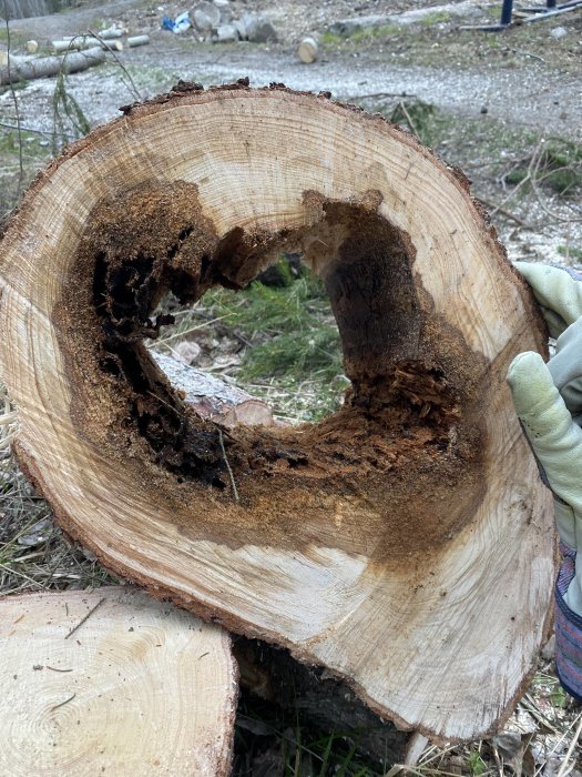 Närbild av ett nyligen fällt träd med en stor rutten hålighet i stammen.