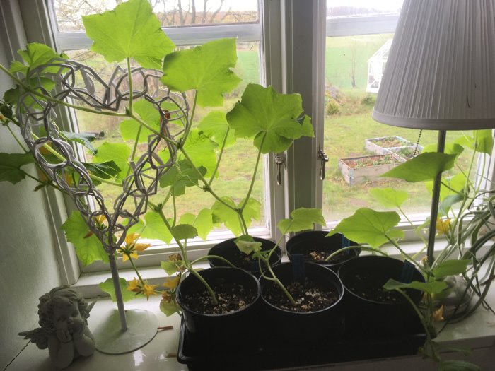 Gurkplantor med stora gröna blad klättrar på en hjärtformad dekoration i ett soligt fönster.