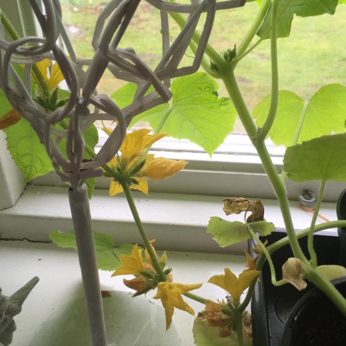 Gurkplantor med gula blommor som klättrar på en fönsterdekoration vid ett soligt söderfönster.