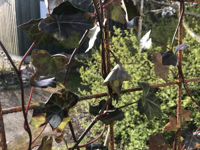 Murgröna med vissnande blad klättrar på armeringsjärn mot en solig bakgrund.