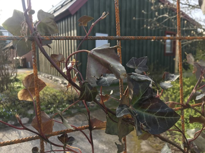 Murgröna med visnade och friska blad klättrar på ett rostigt armeringsjärnsgaller med en byggnad i bakgrunden.