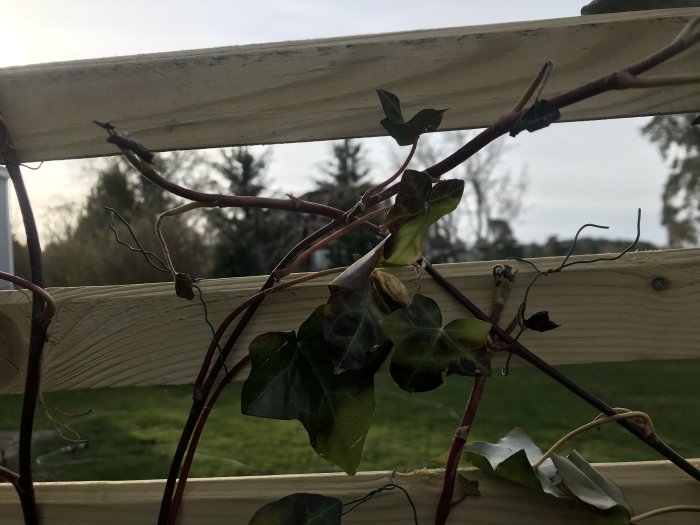 Murgröna på en träklättervägg med tecken på stress eller försämring.