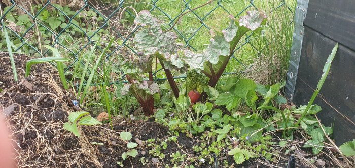 Rabarberplantering med röda stjälkar och stora blad, delvis skuggad av grönt staket.