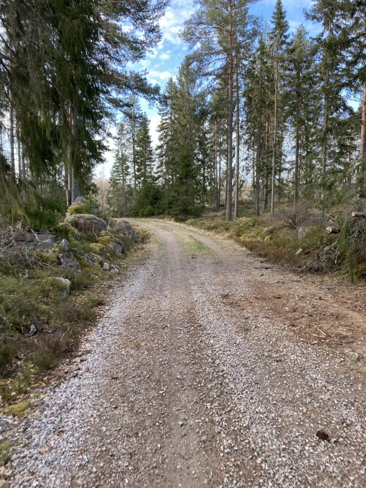 Grusväg i en skog med barrträd och stenar längs sidorna under dagtid.