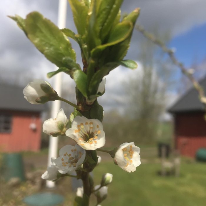 Närbild av blommande plommonträd med vita blommor, gröna löv och en suddig trädgård i bakgrunden.