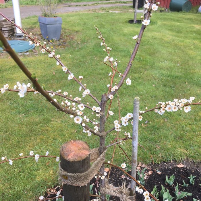 Ungt blommande plommonträd av sorten "Komet" med vita blommor, omgivet av nyligen planterade lökar och grön gräsmatta.