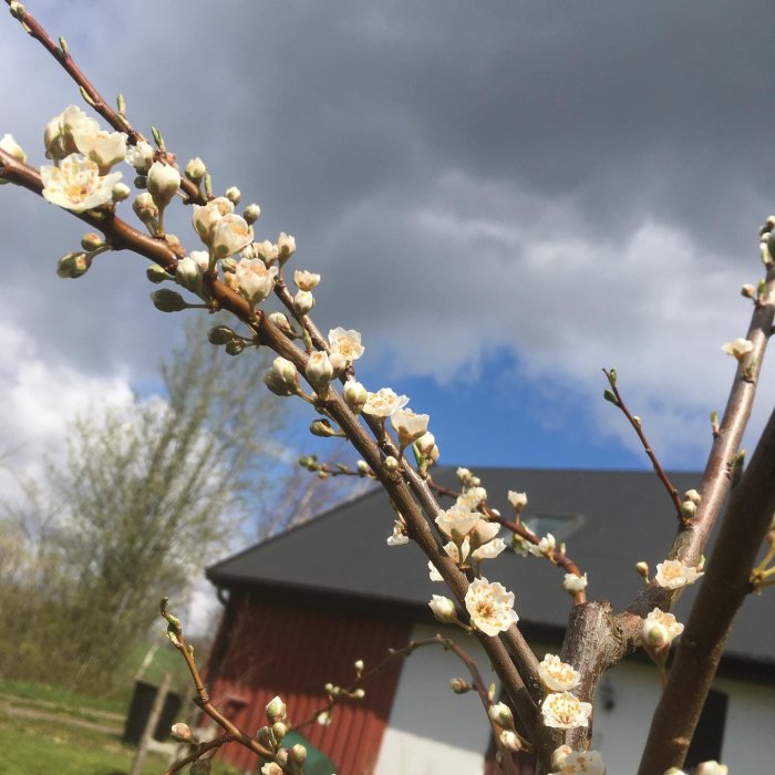 Blommande Komet plommonträdgrenar med vita blommor, hus och molnig himmel i bakgrunden.