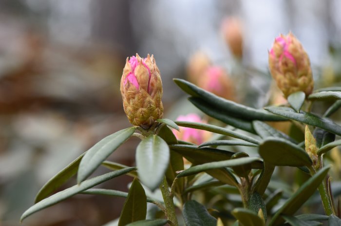 Rosa knoppar av en rododendronbuske nära att slå ut, omgiven av gröna blad och suddig bakgrund.