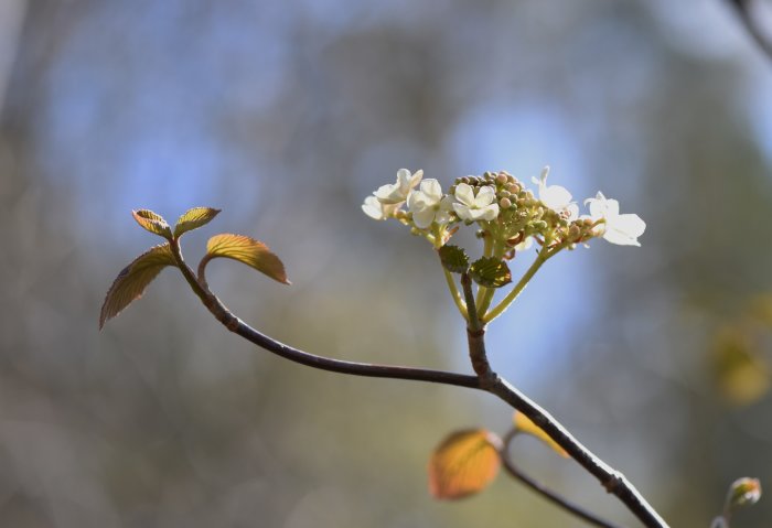 Viburnum furcatum japanskt gaffelolvon med vita blommor och rödgula löv i fokus mot suddig bakgrund.