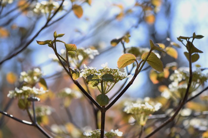 Grenar av japanskt gaffelolvon, Viburnum furcatum, med flikiga blad och vita blomklasar mot en solig himmel.