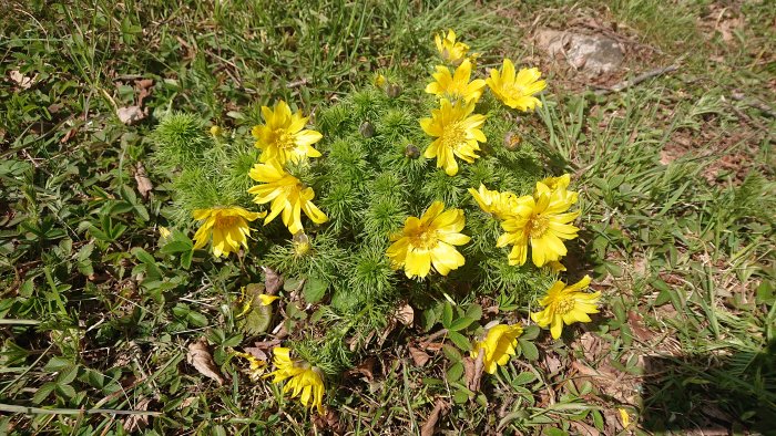 Gul Adonis-blomma i full blom i gräsmark under soligt väder.