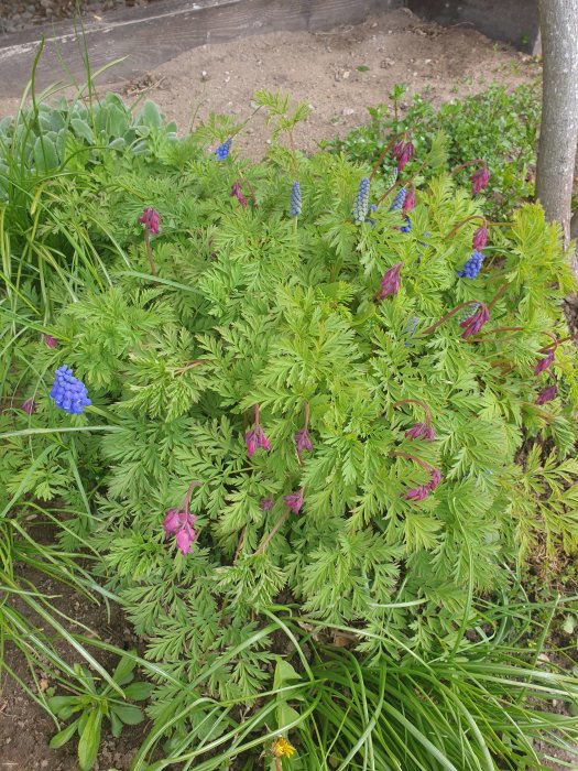 Blommande fänrikshjärtan och pärlhyacint i ett vårträdgårdsland med frodig grönska.