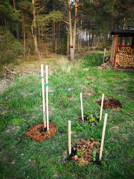 Nyligen planterade träd och buskar i en trädgård med stödpinnar och flis, bakom syns en vedbod och skog.