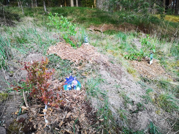 Nyplanterade buskar och träd i en trädgård med etiketter, blandat underlag och skog i bakgrunden.