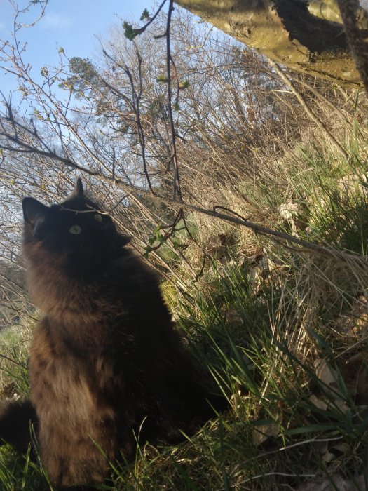 Långhårig svart katt tittar uppåt bland gräs och träd i solljus.