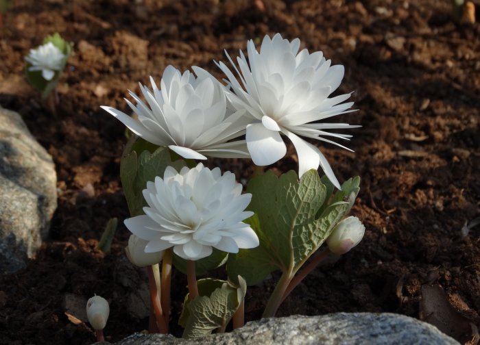 Vita blommor av typen dubbelblommande blodört mot jordbakgrund i trädgården.