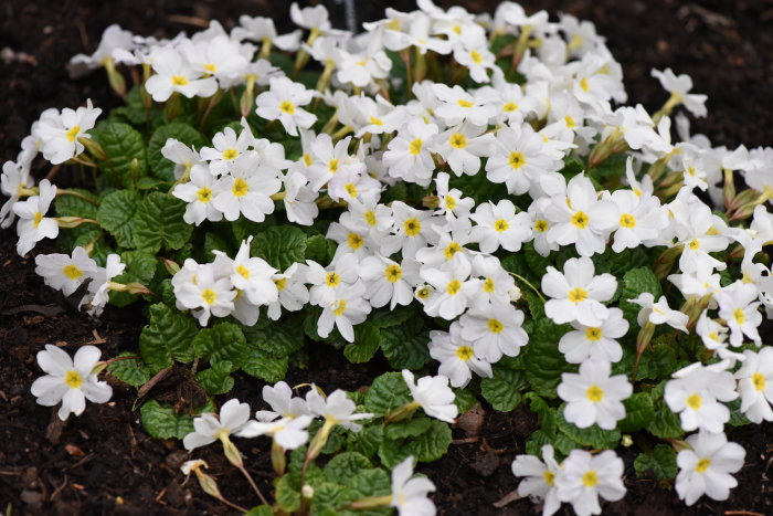 Vitblommande primula i trädgårdsjord, sorterna inkluderar 'Schneekissen' och 'John Mo'.