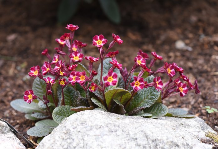 Primula med mörkröda blommor och gula mittpunkter omgiven av gröna löv och stenar.