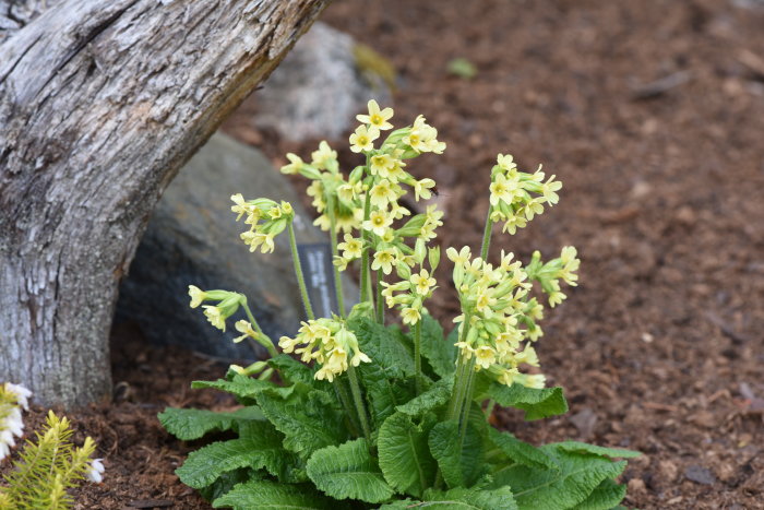 Primula elatior 'Pale yellow' visar upp ljusgula blommor bland gröna blad nära en trädstam.