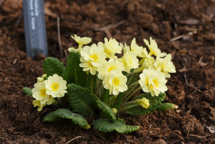 Blommande Primula vulgaris 'Hose in Hose' med blekgula blommor planterade i jord.