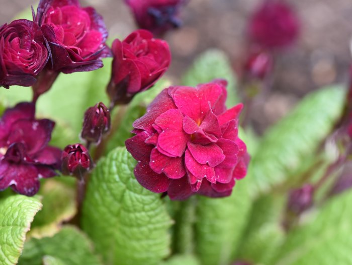 Primula 'Dark Rosaleen' med mörkröda blomblad och gröna blad, täckt av vattendroppar.